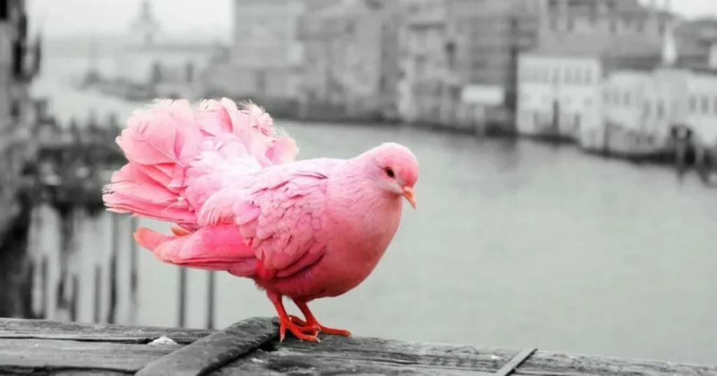 Pink Bird