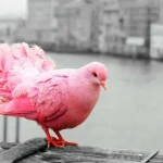 Pink Bird