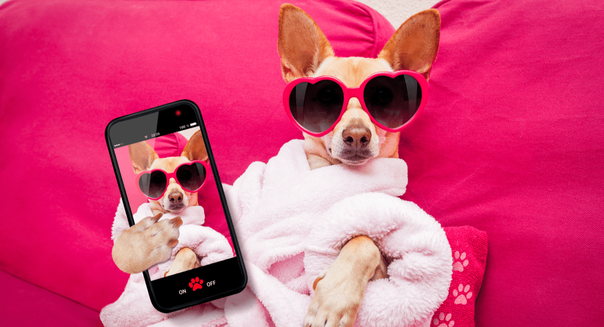 Dog with glasses holding a phone graphic on pink background