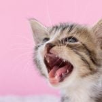 Cat on pink background