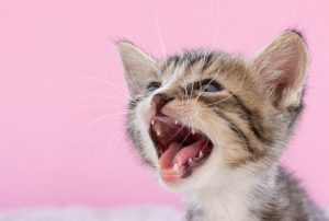 Cat on pink background