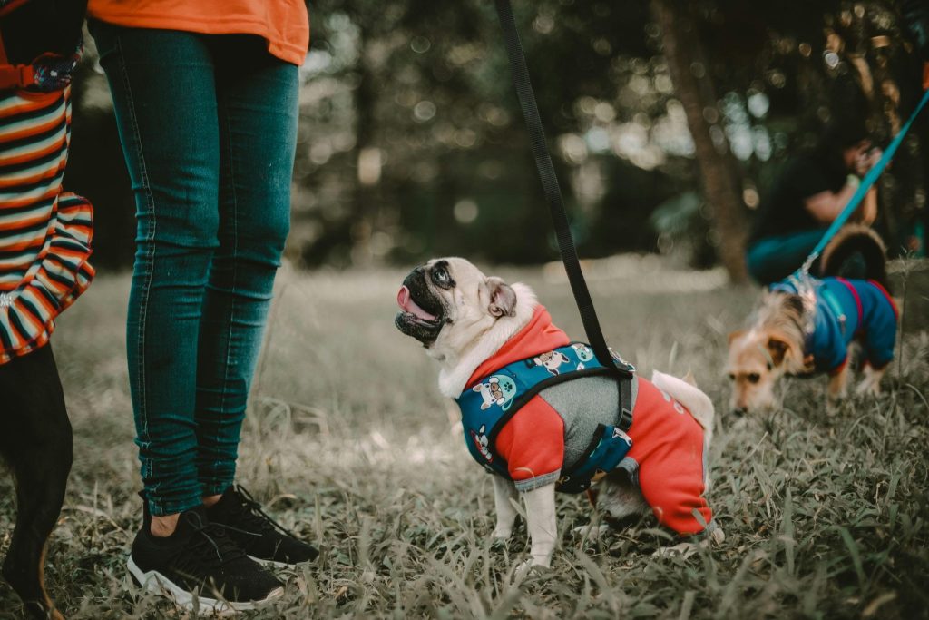 Pug in a red and blue puppy-print outfit at the park for National Dress Up Your Pet Day