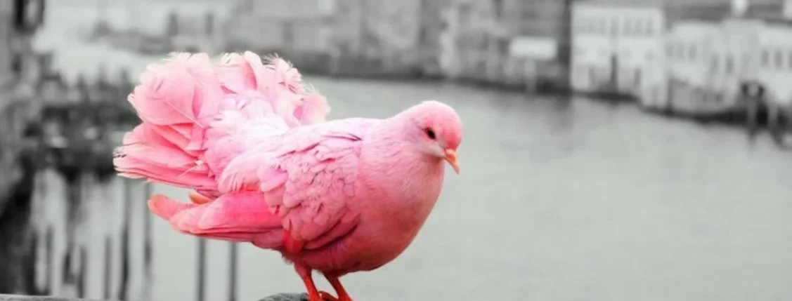 Pink Bird