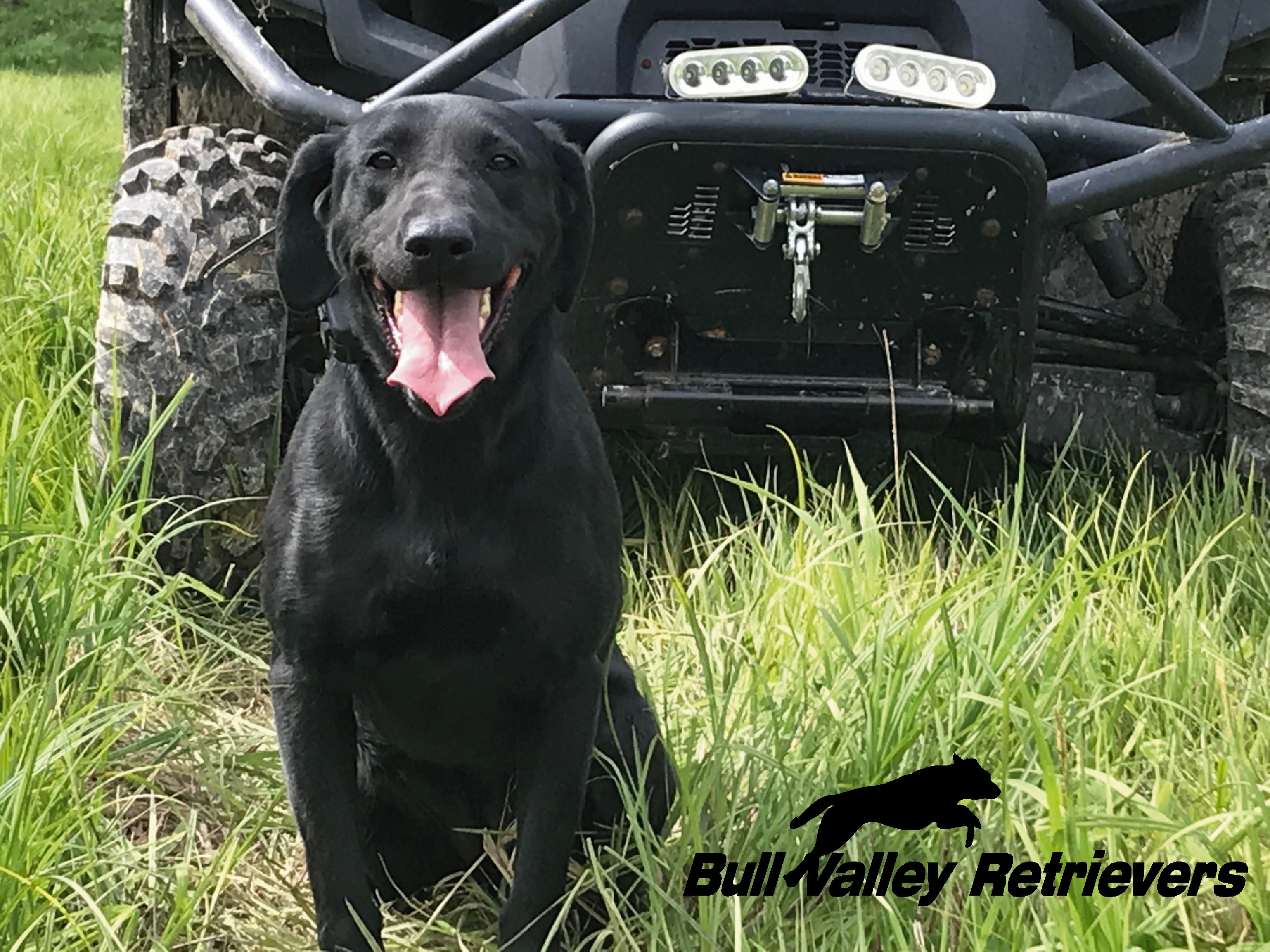 Bull Valley Retrievers Provides Overall Dog Training - McHenry Co., IL