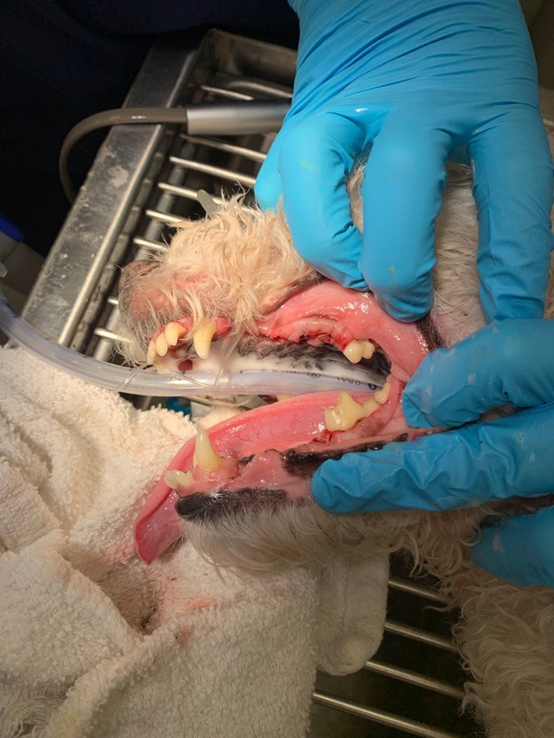 Pet Dental Cleaning Services at A Couple of Vets