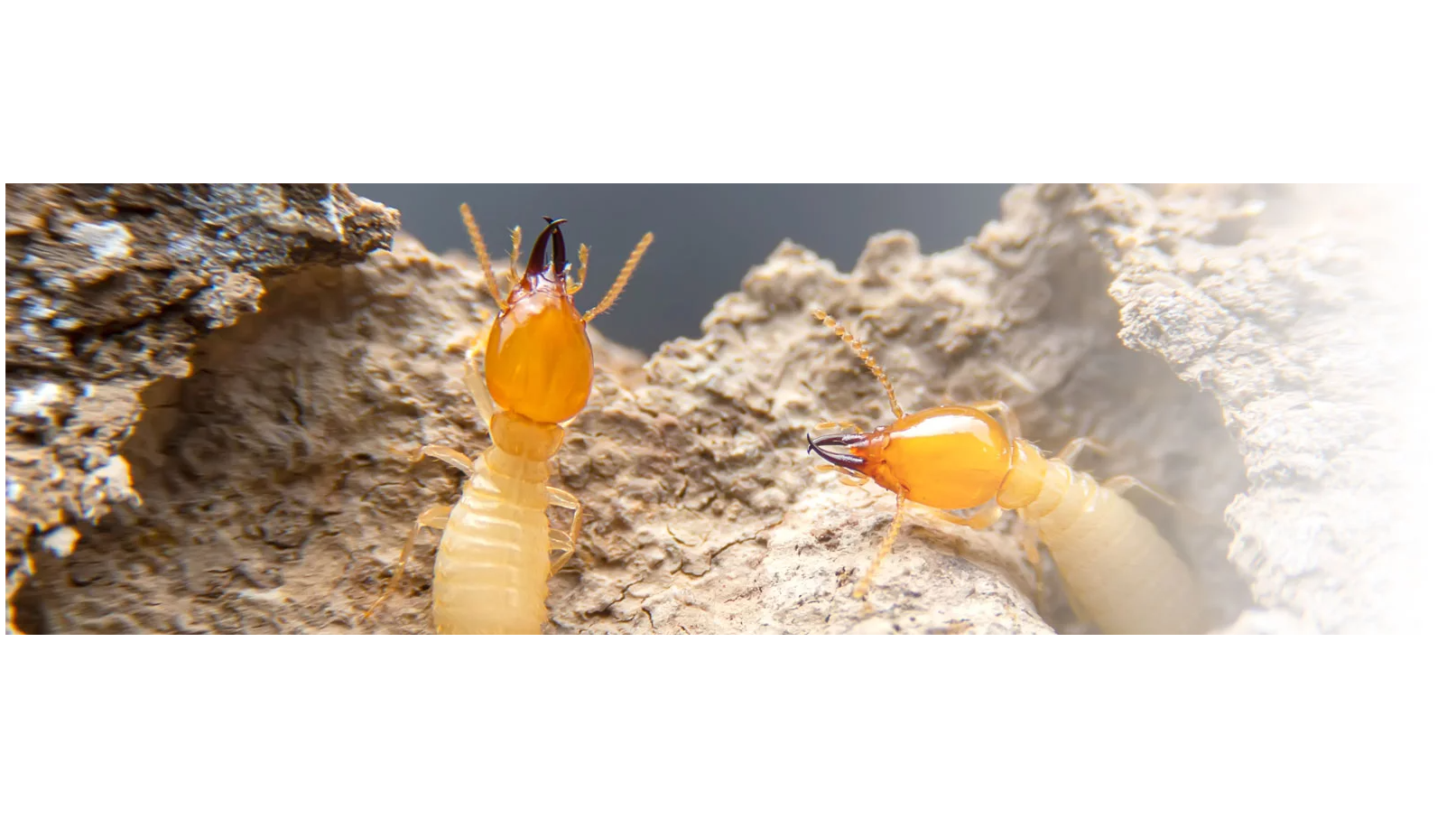 Why NOVA Pest Control Should Be Regular: Experts Recommend Frequent Services