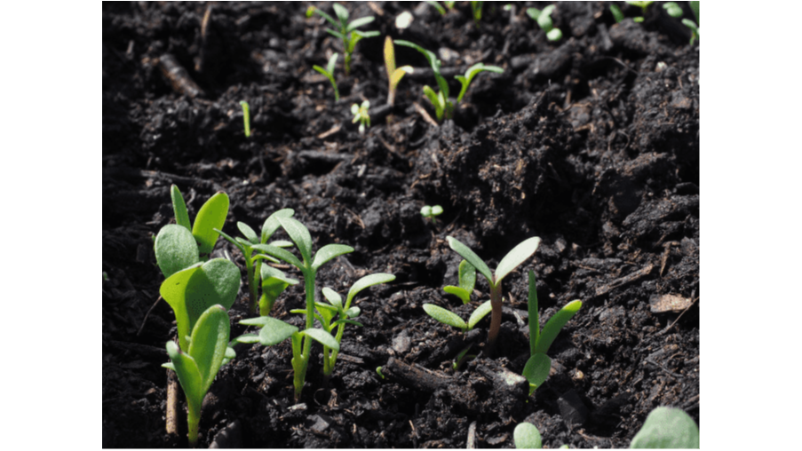 How to Use Humic Acid Fertilizer: Jesenice Experts Break Down the Dos and Don'ts