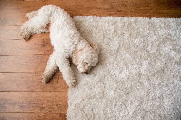 Encino, CA Carpet & Area Rug Cleaning Specialist Uses Non-Toxic Solutions
