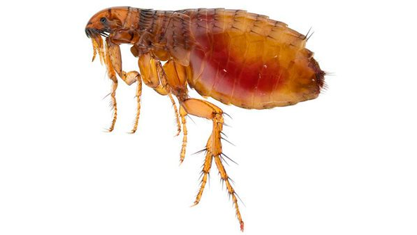 Discover Pest Control Palmerston North Ltd Method to Get Rid of Fleas