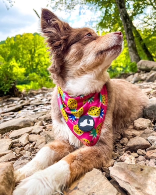 Order Dog Bandanas With Matching Owner Headbands For Delivery In Honolulu, HI