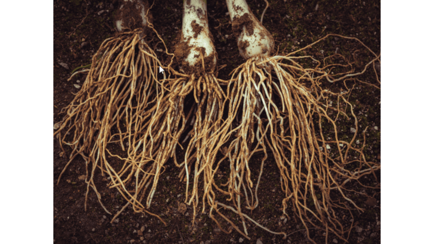 What Does Mycorrhizal Fungi Do for Plants? Drought & Root Science Explained
