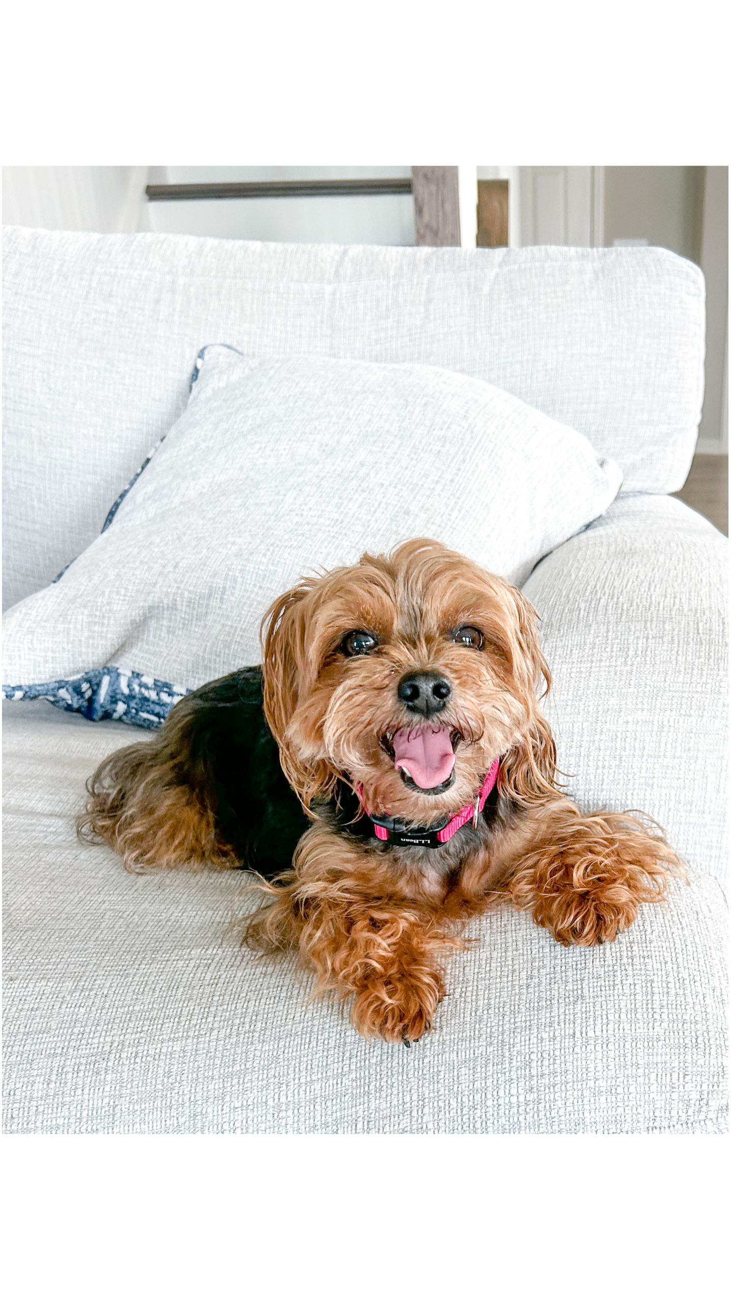 Overnight Dog Sitting Cost: Raleigh Pet Sitter Breaks Down Prices & Prep Tips