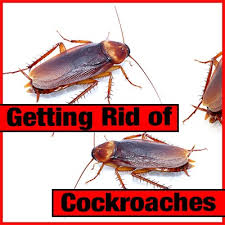 Cockroach Control with Pest Control Palmerston North