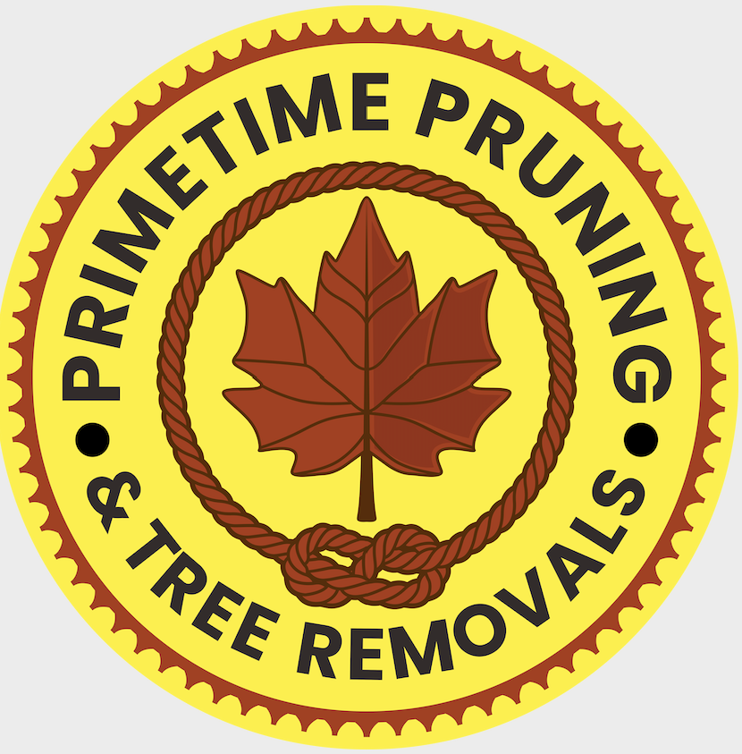 Top Local Arborist Offers Nearby Boise Residents Tree Removal & Pruning Services