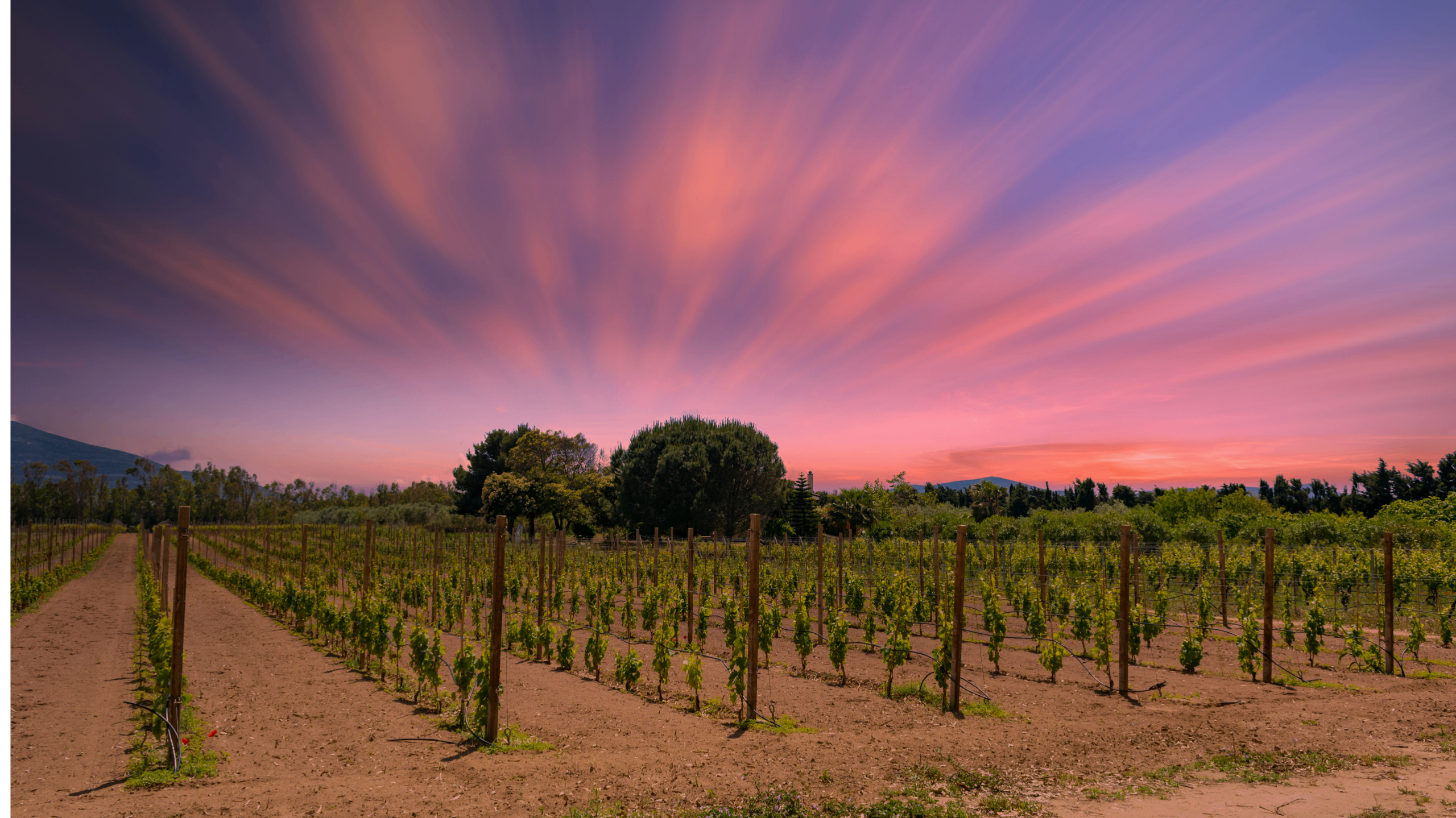 La Brisa Toscana: Next Door To Tres Raices Vineyard, San Miguel Announced