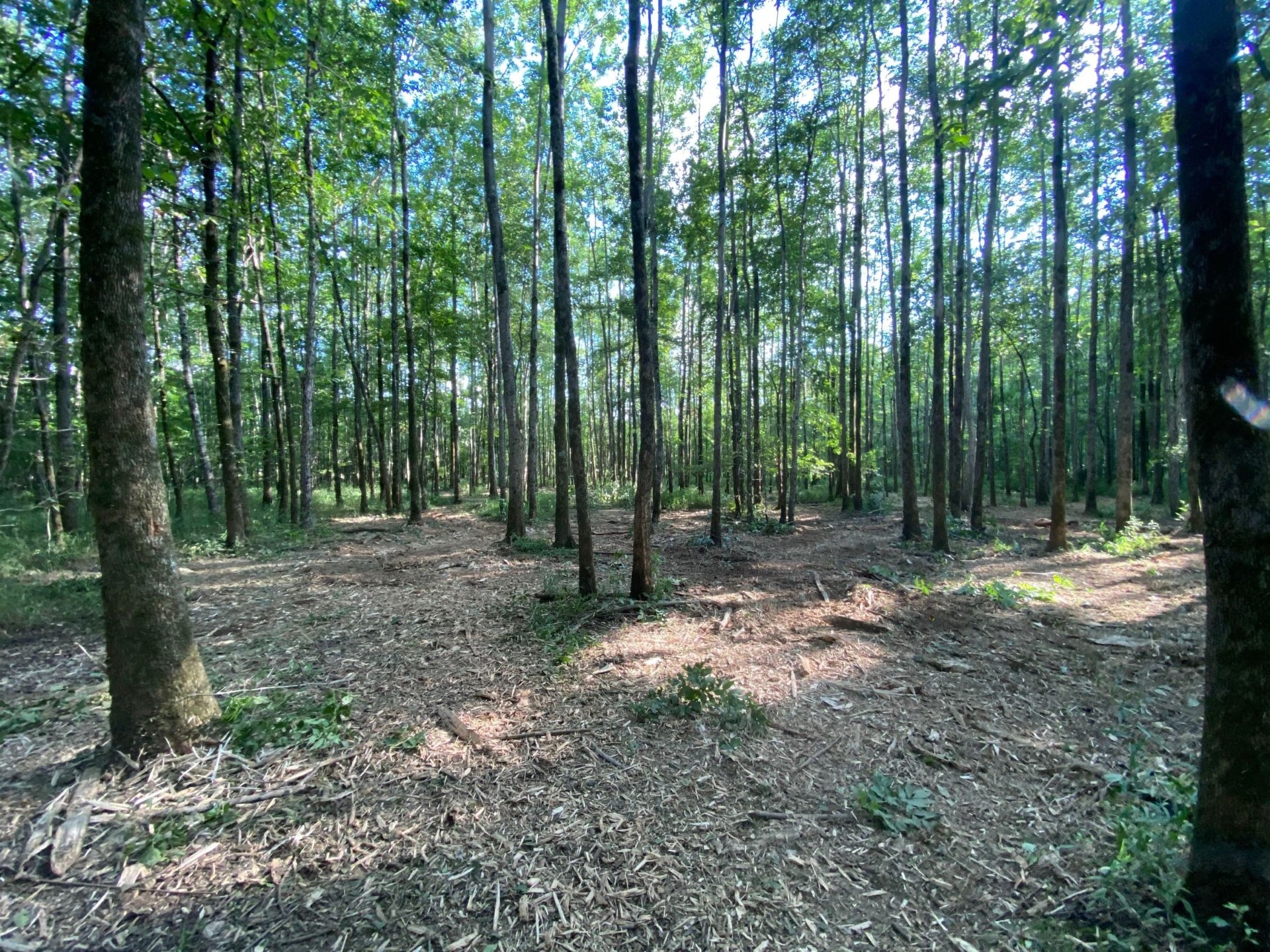 Eco-Friendly Forestry Mulching Services Now Offered In The Midsouth And Memphis Area