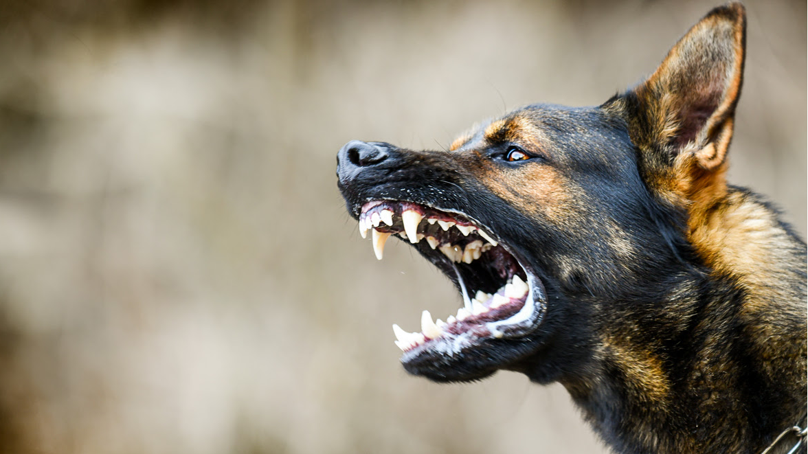 Atlanta Dog Bite Law: Top Lawyer Offers Legal Overview For Victims, Owners