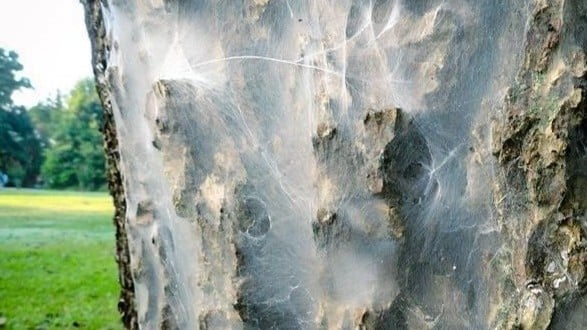 White Webbing on Tree Branches: A Guide to Bark Lice for Houston Homeowners