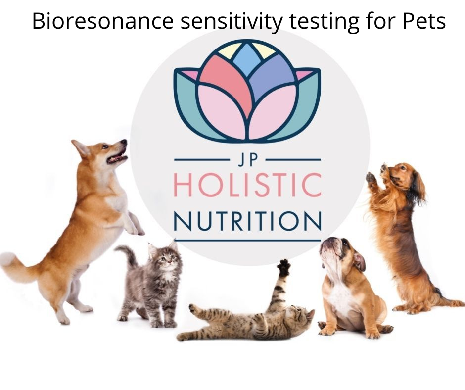 Non-Invasive Test - Find Out The Food Sensitivities Of Your Dog, Cat, Or Horse