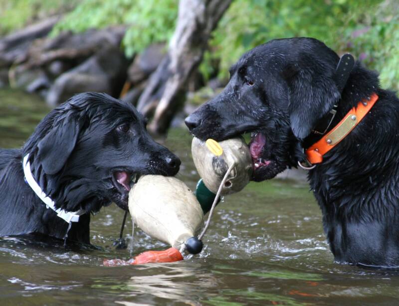 Award-Winning Dog Obedience & Hunting Retriever Training In Woodstock, IL