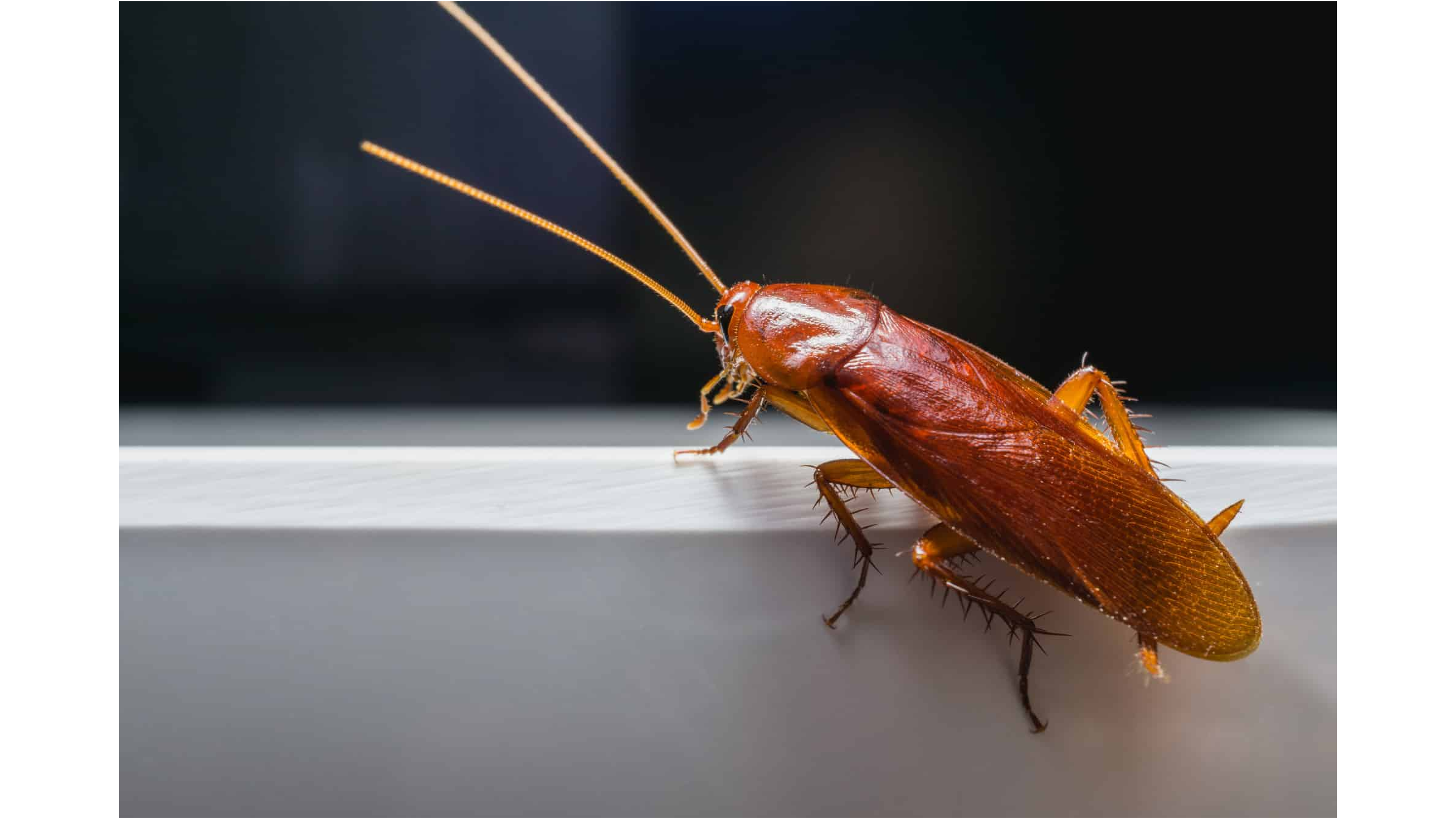 German vs Smoky Brown Identification | Fuquay-Varina Exterminator Explains