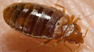 Pest Control Palmerston North Ltd - How can I tell if we have bed bugs?