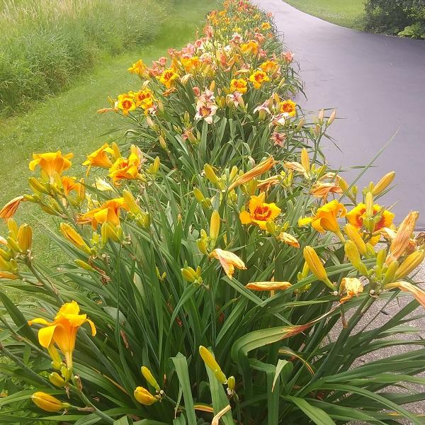 Best Flower To Plant In The Spring: Get Rare Daylily & Peony Varieties Online!