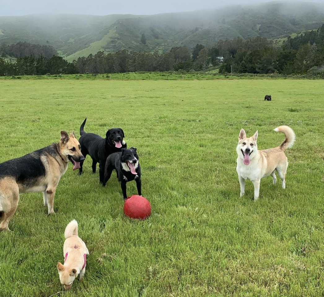 Professional Dog Walkers in Burlingame CA Encourages Off-Leash Exercise for Dogs