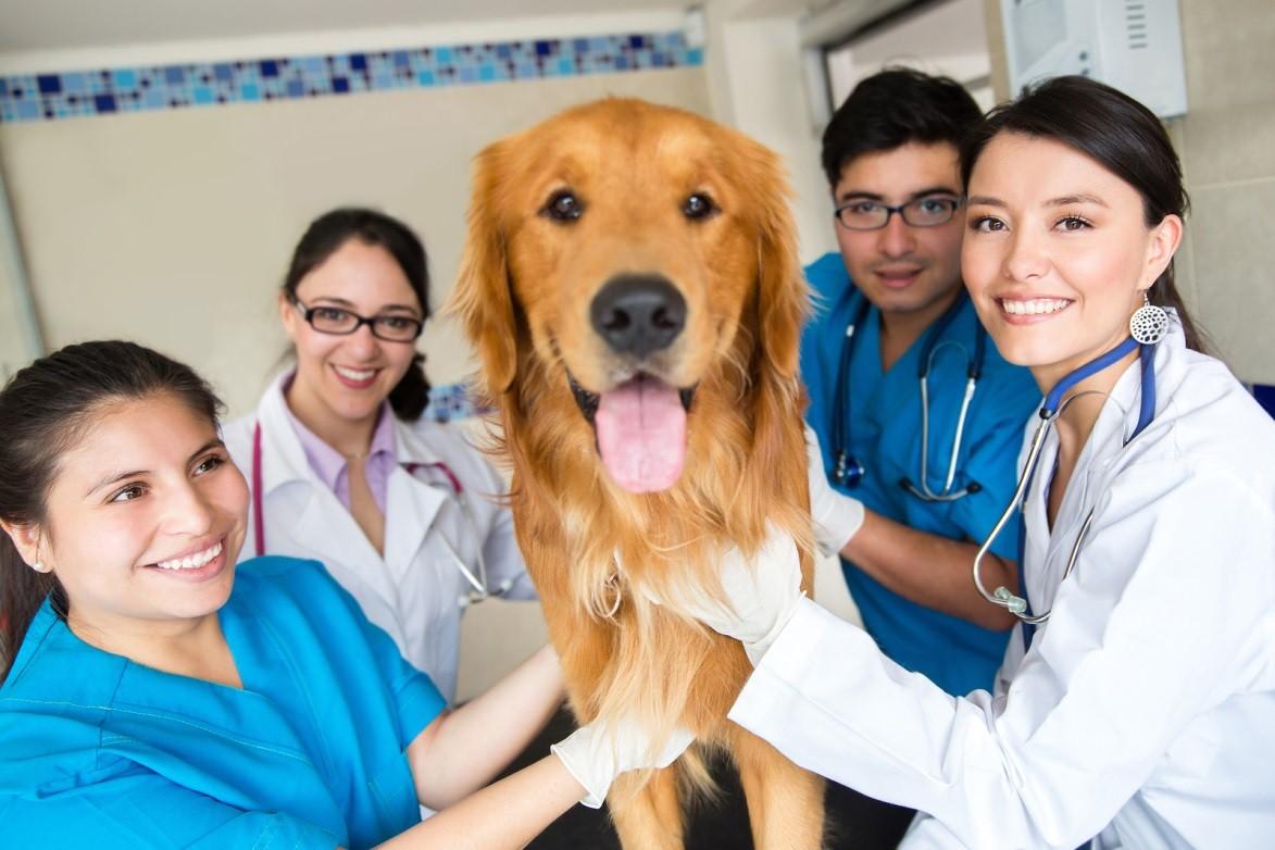 Pros & Cons Of Vet Practices Selling To Corp Partners May Upset Veterinarians