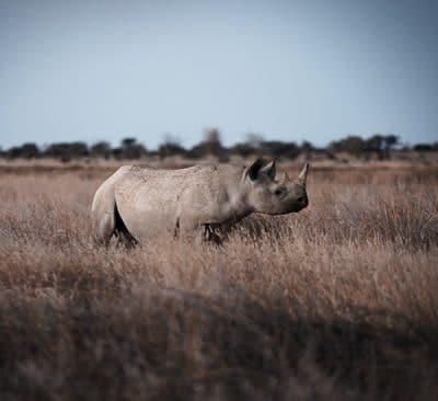 The Best 2023 Namibia Bow Hunting & Rifle Safari For Eland, Kudu, & Sand Grouse