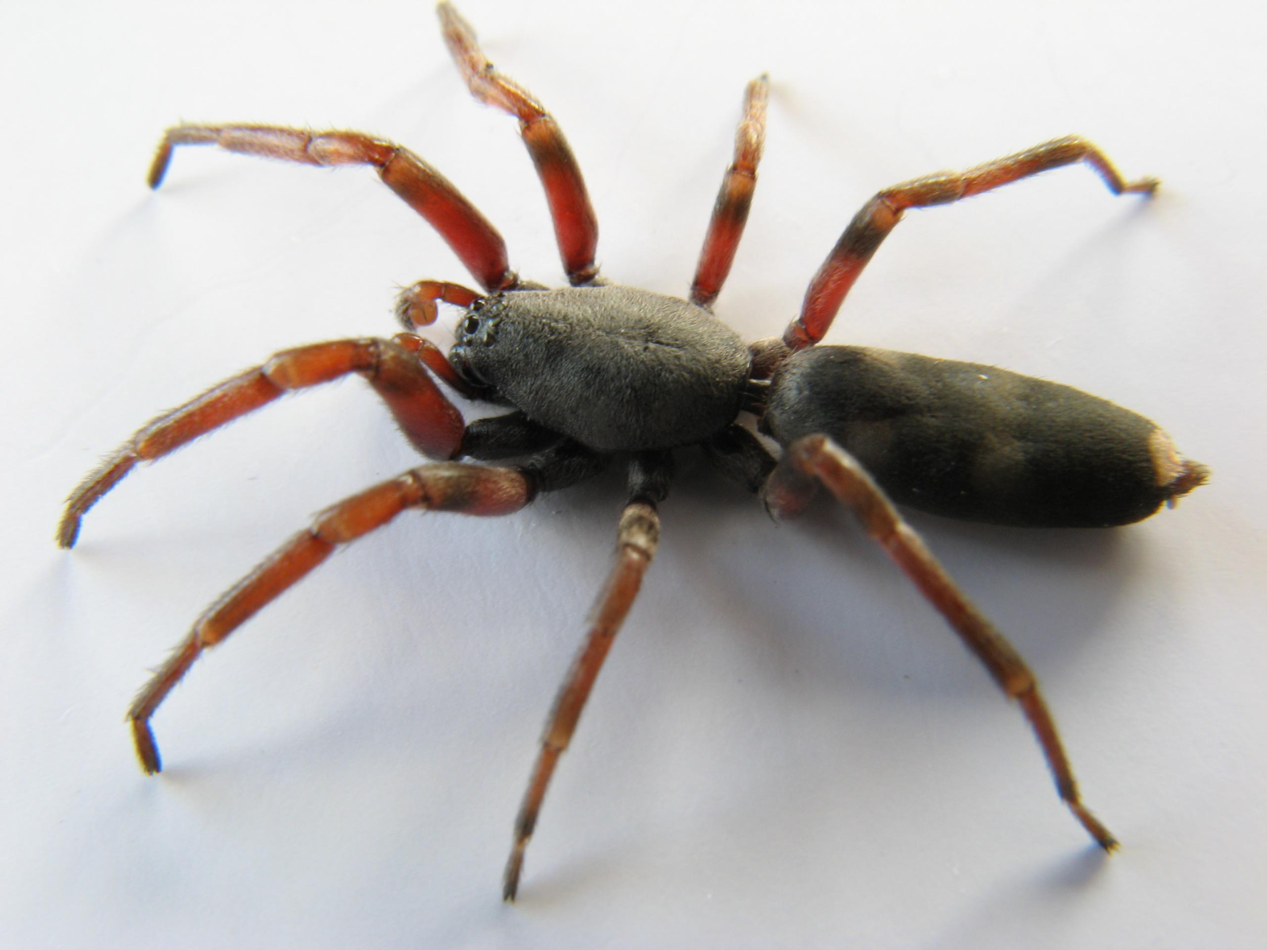 Get The Best Pest Management In Palmerston North For White-Tail Spider Removal