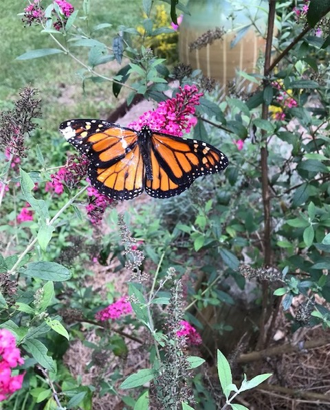 Get This Wildlife Conservation Guide & Raise Butterflies In Winston Salem