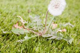 Get Crabgrass & Weed Prevention Treatments From This Verona, WI Lawn Care Expert