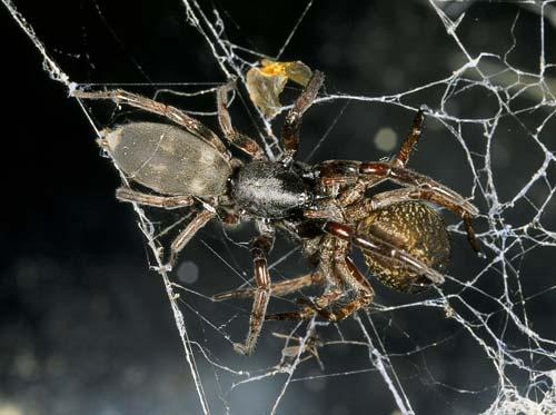 Professional Pest Control Palmerston North Service