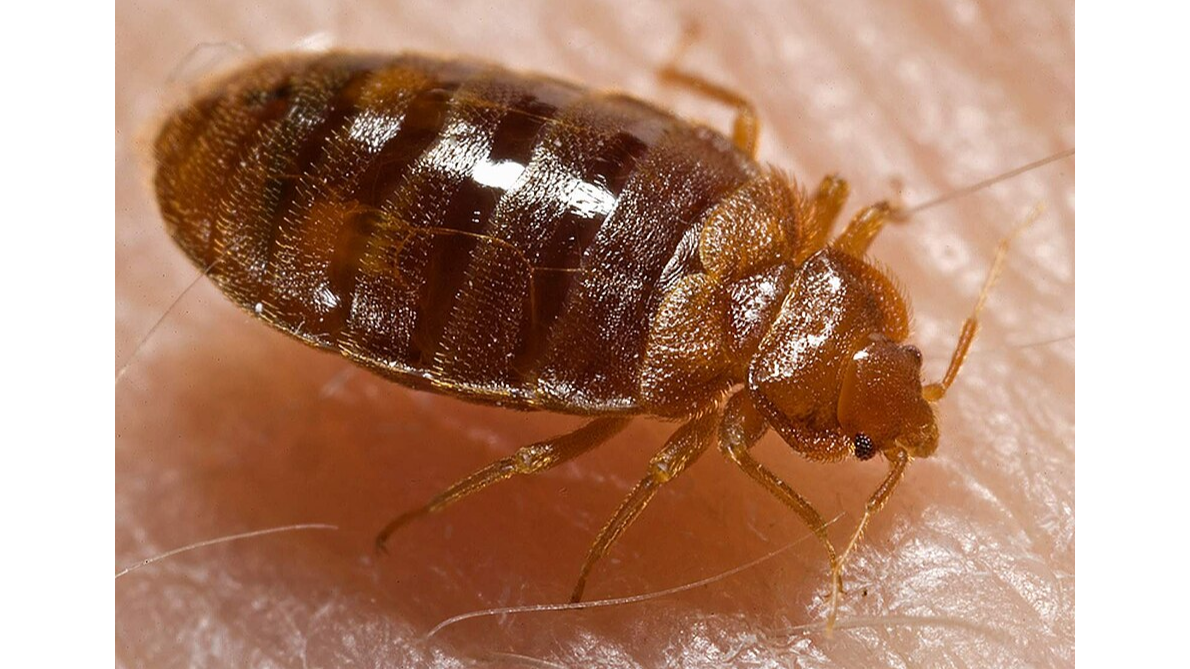 How To Get Rid Of Bed Bugs: Florida Pest Control Experts Share Their Insights