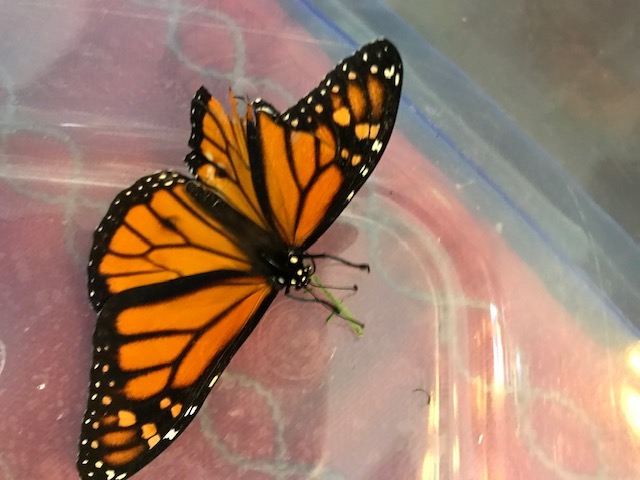 High Point All-A-Flutter Farms Sells 'Raising Healthy Monarch Butterfly' Book