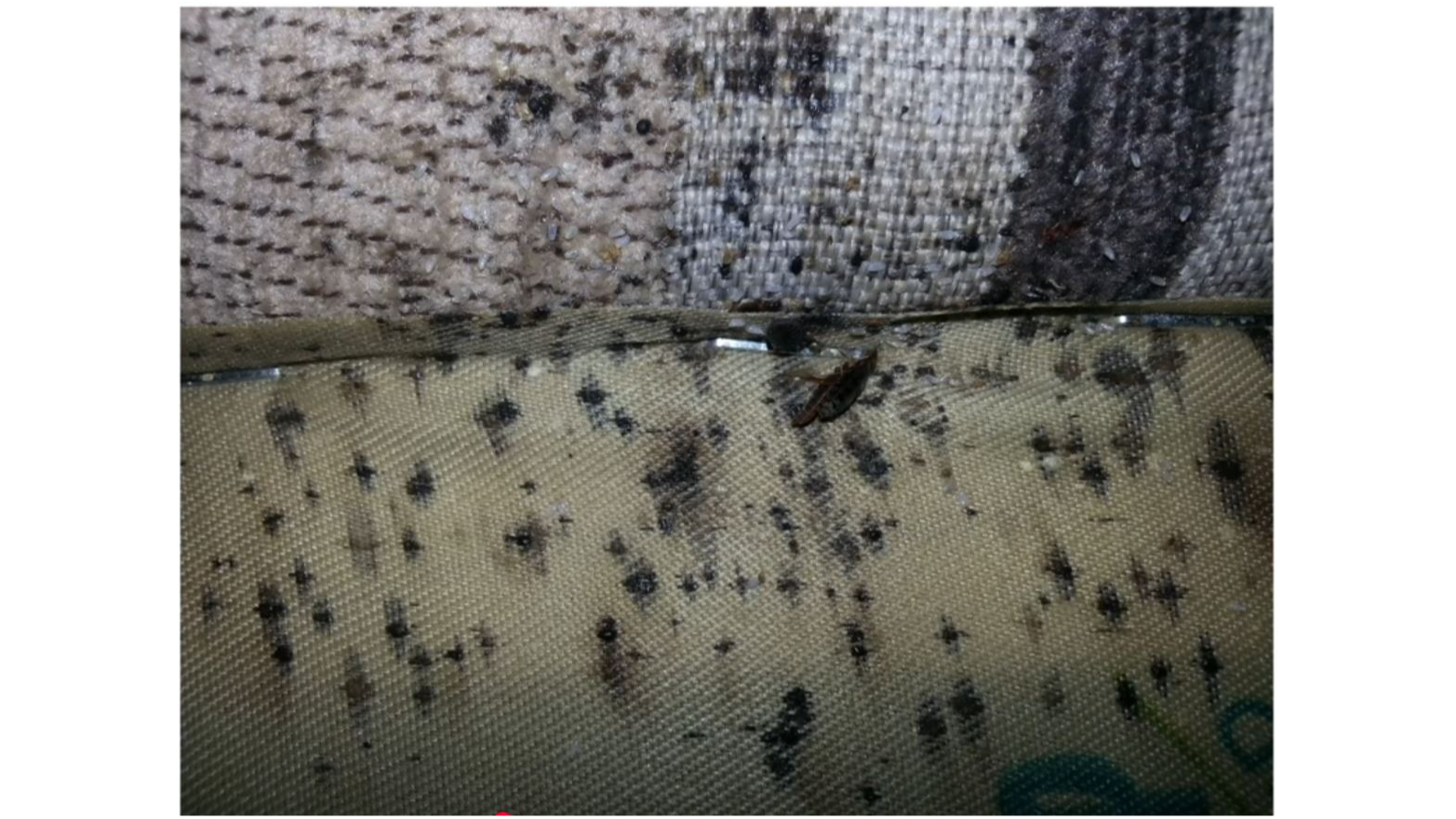 Norman Property Owners Trust Atlas Termite & Pest Control for Termite Prevention