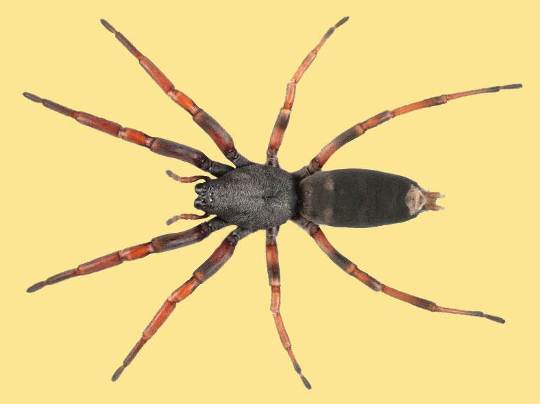 What Do You Do If You Find A White Tail Spider In Your House?