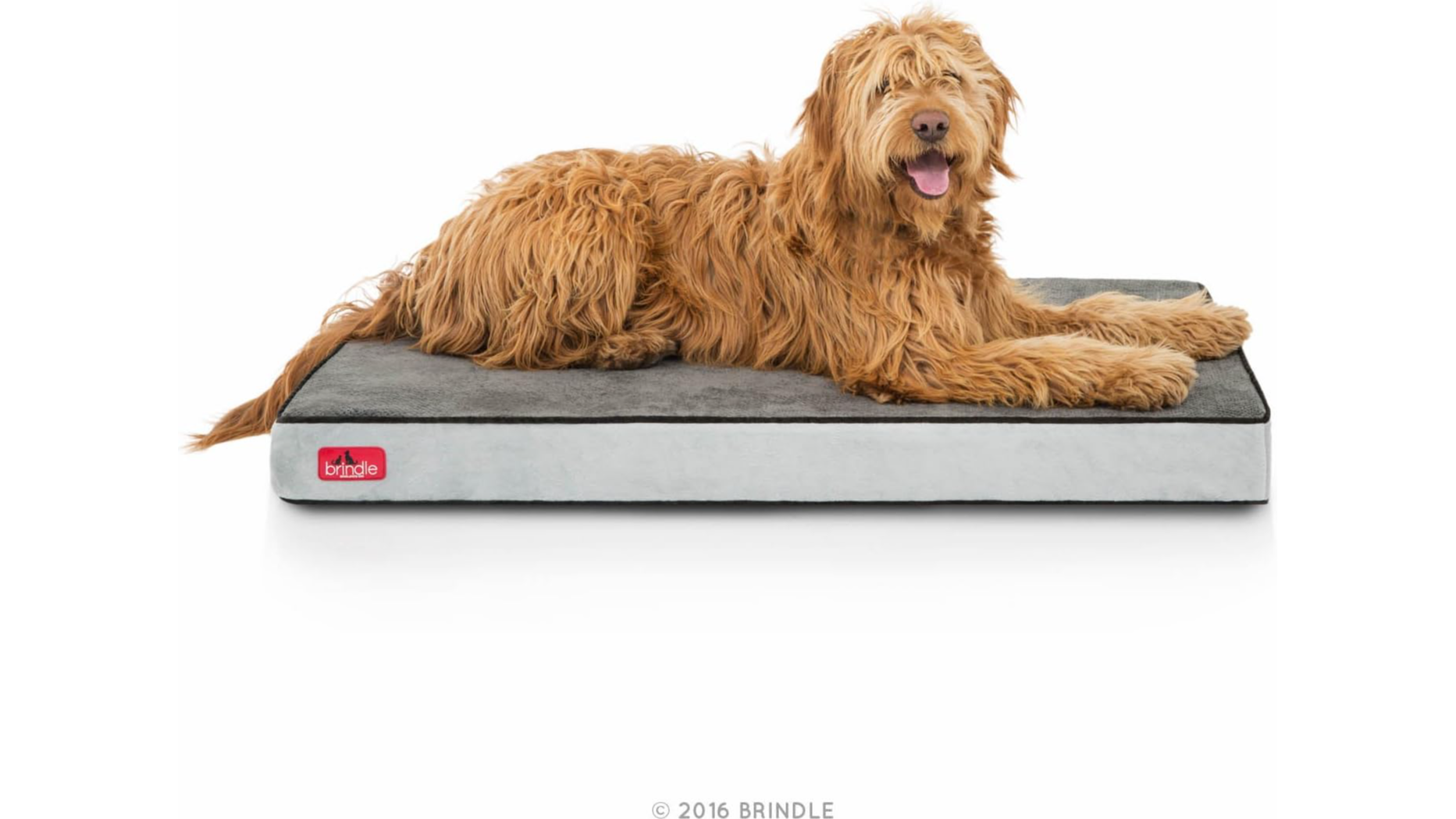 There Are Now More Orthopedic Dog Beds Than Ever; These Might Be The Best 5