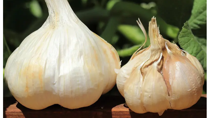 Seed Garlic Profits: Breaking Down the Numbers for New Growers