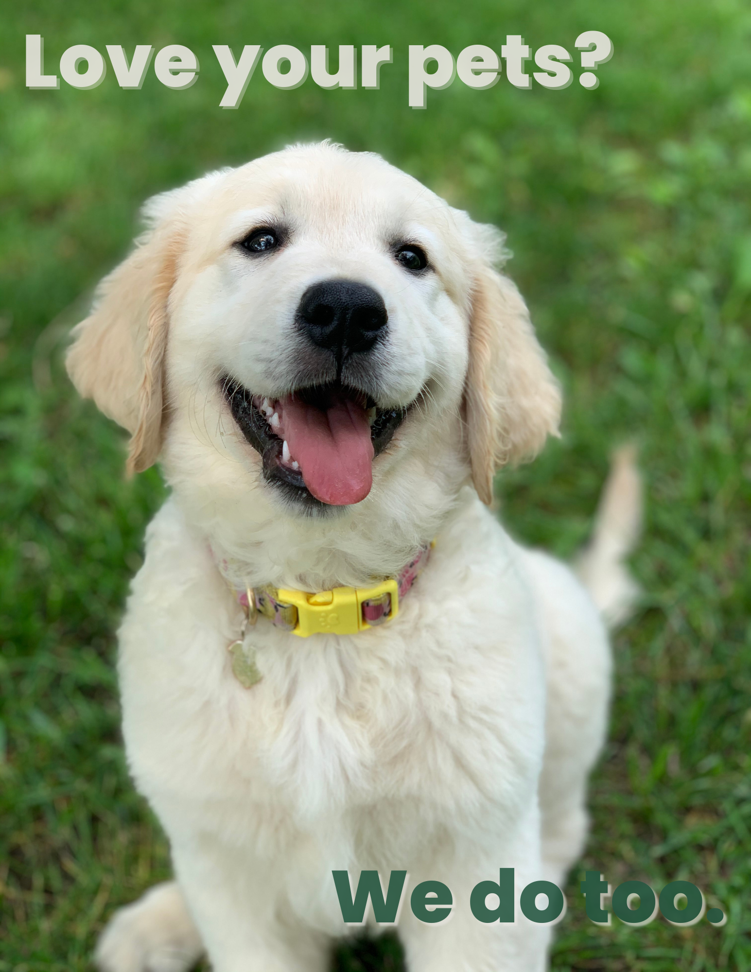 Get The Best Pet-friendly Fertilizer for a Healthy Green Lawn Delivered Today