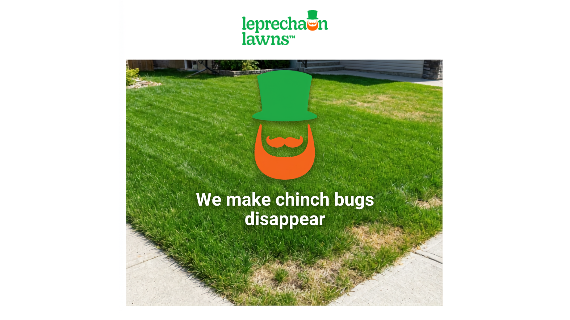 Chinch Bugs in Calgary: How to Spot Them, Confirm Them, and Treat the Damage