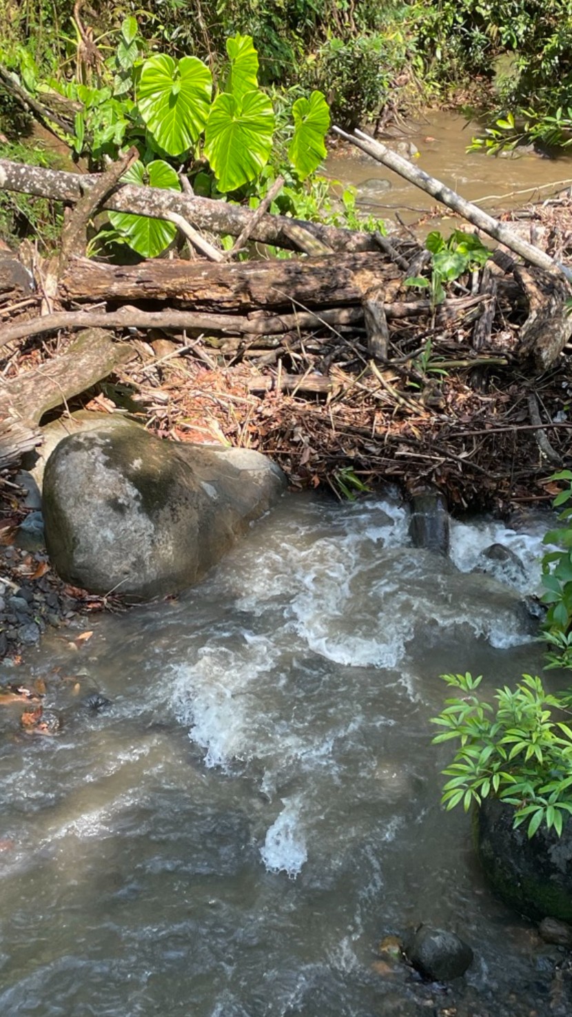 Bring your family to a vacation in the rainforest in Costa Rica