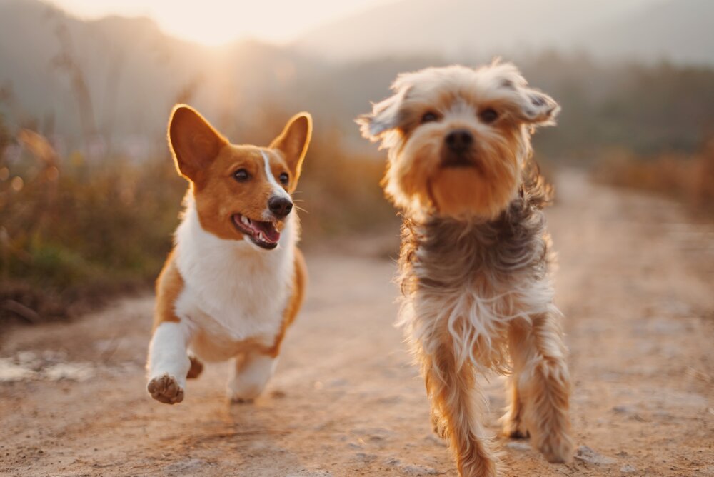 Pet Supplement´s Benefits Revealed by SomaPet.