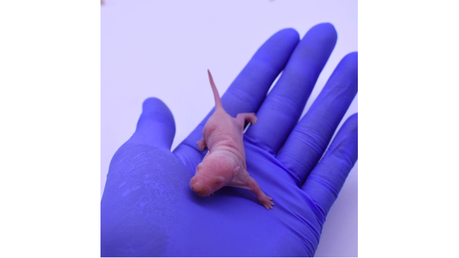 Rat Pinkies vs Fuzzies Size Guide: Feeders For Ball Pythons & Reptile Juveniles