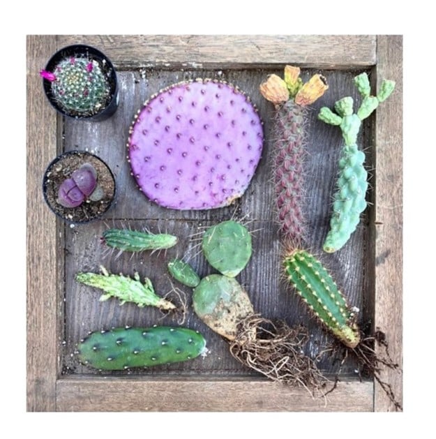 Get Pink, Purple & Blue Potted Cactus & Succulent Species At This Woman-Led Shop
