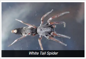Get White Tail Spider Extermination With The Best Palmerston North Pest Control
