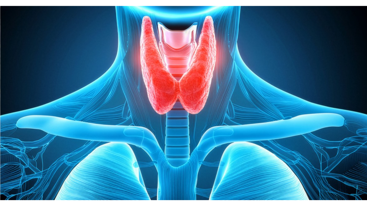 Functional Medicine for Thyroid: How to Read a Report That Says Normal
