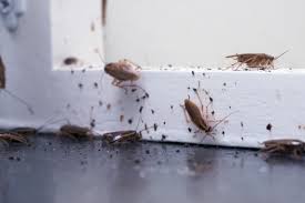 Cockroach Elimination with Pest Control Palmerston North Ltd