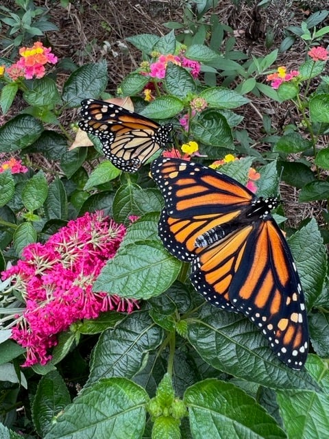 Grand Rapids Families Turn Their Back Gardens Into Monarch Butterfly Paradises